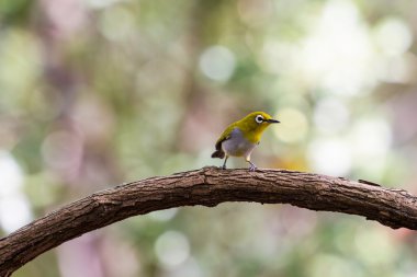 Oryantal White-eye kuş Tayland