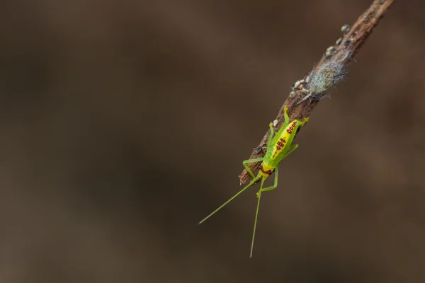 Green grasshopper in nature — Stock Photo, Image