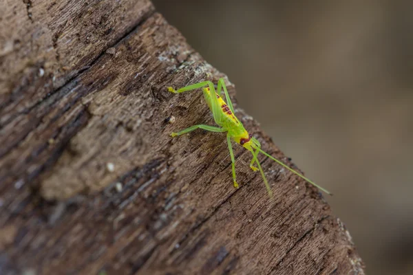 Zelená kobylka v přírodě — Stock fotografie