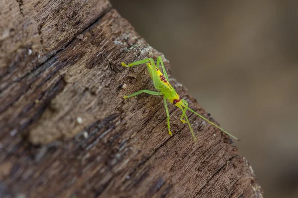 Cavalletta verde in natura — Foto Stock