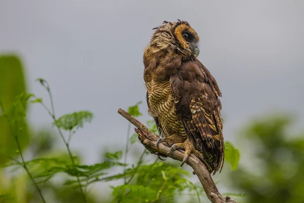 Asian Brown Wood Owl — Stock Photo, Image