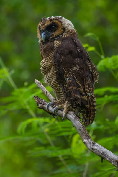 Asian Brown Wood Owl — Stock Photo, Image