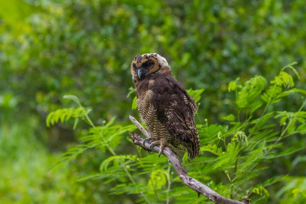 Asya kahverengi ahşap baykuş — Stok fotoğraf