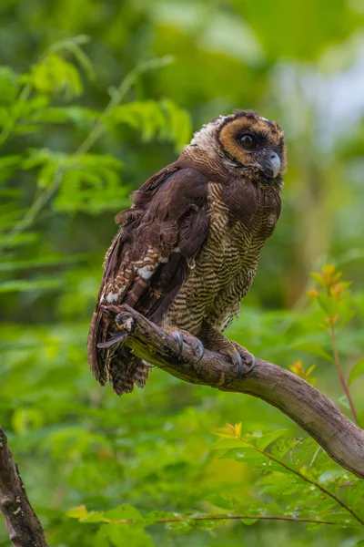 Hibou des bois brun asiatique — Photo