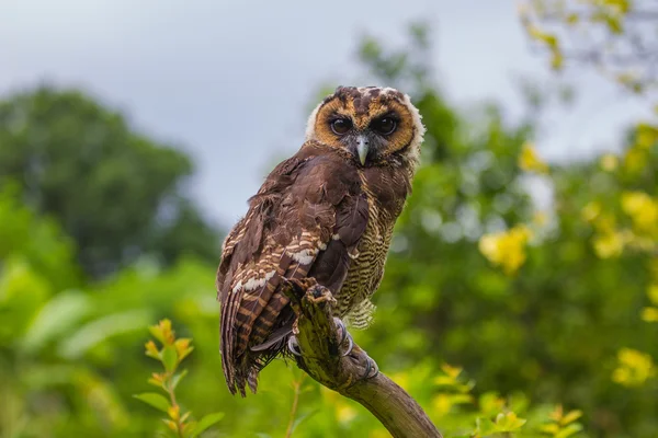 Asian Brown Wood Owl — Stock Photo, Image