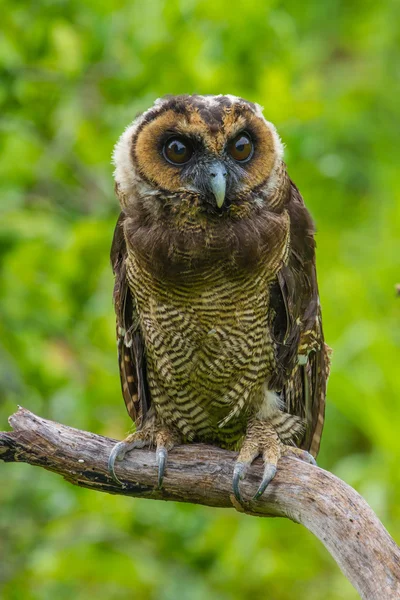 Aziatische bruin hout uil — Stockfoto