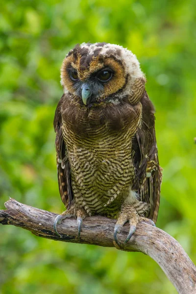 Asiatischer Waldkauz — Stockfoto