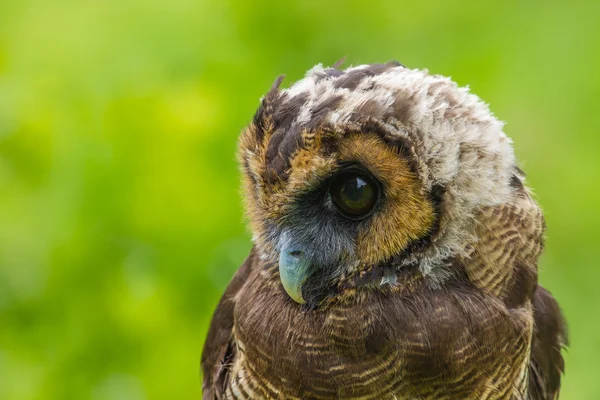 Asiatischer Waldkauz — Stockfoto