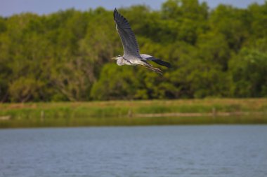 Gri balıkçıl göl üzerinde uçmak