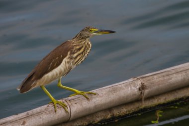 Çin Pond Heron doğada