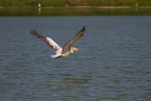 Fleckschnabelpelikan (pelecanus philippensis)) — Stockfoto