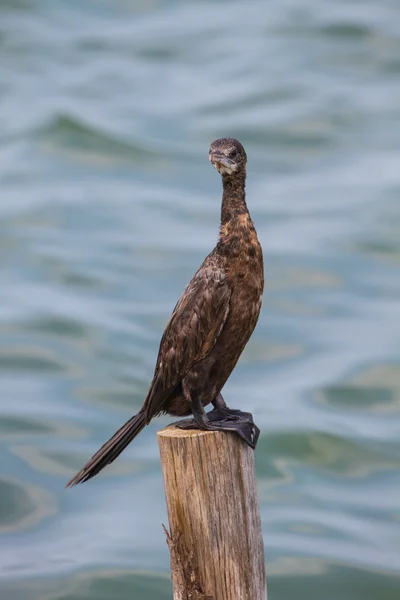 Petit cormoran, cormoran javanais (Microcarbo niger ) — Photo