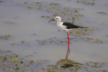 Siyah kanatlı stilt (Himantopus himantopus)