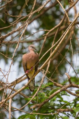 Dal benekli güvercin