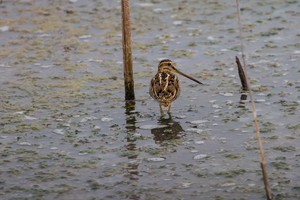 Große Bekassine füttert im flachen Wasser — Stockfoto