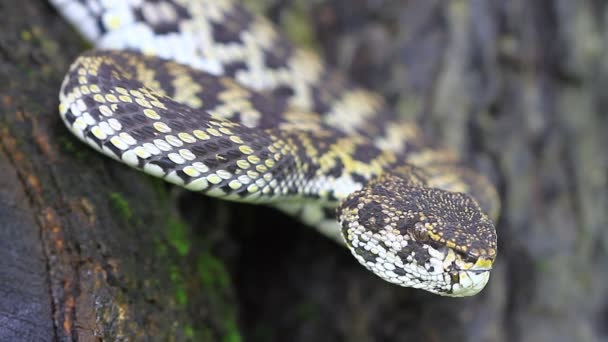 Κοντινό πλάνο της μαγκρόβια Pitviper φίδι — Αρχείο Βίντεο