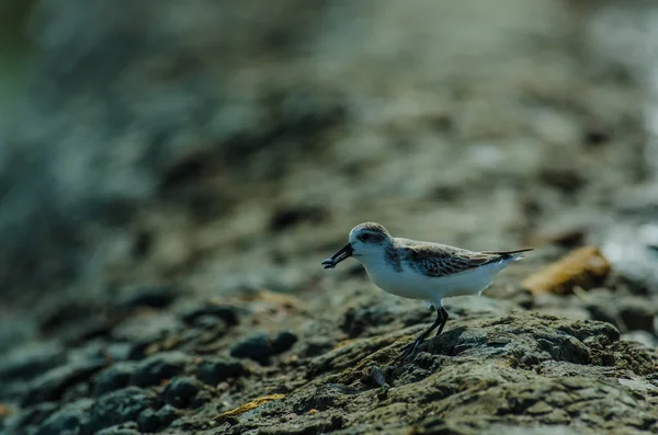 Spoon-billed sandpiper in nature Thailand — Stock Photo, Image