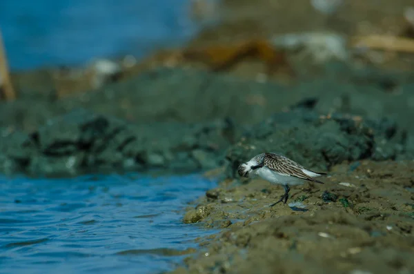 Sandpiper Spoon-faturado na natureza Tailândia — Fotografia de Stock