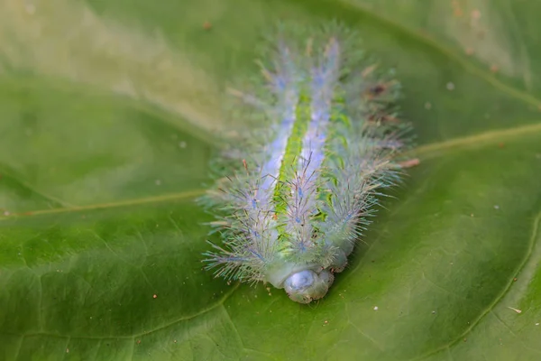 Gros plan Chenille sur feuille — Photo