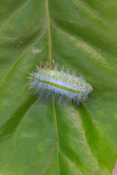 Närbild Caterpillar på blad — Stockfoto