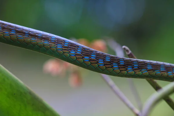 Macro of Painted bronzeback snake — Stock Photo, Image