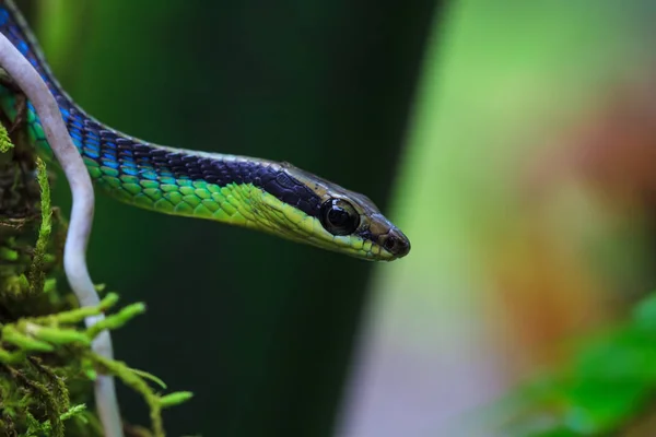 Macro of Painted bronzeback snake — Stock Photo, Image