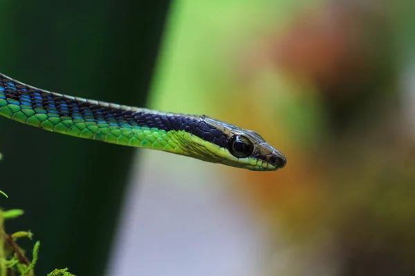 페인 티 드 bronzeback 뱀의 매크로 — 스톡 사진