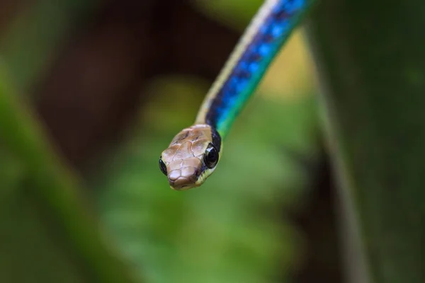 Macro of Painted bronzeback snake — Stock Photo, Image