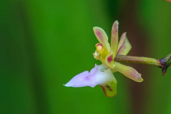 Rör Cleisostoma simondii vilda orkidéer i skogen av Thailand — Stockfoto