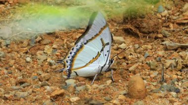 Ormandaki güzel kelebek