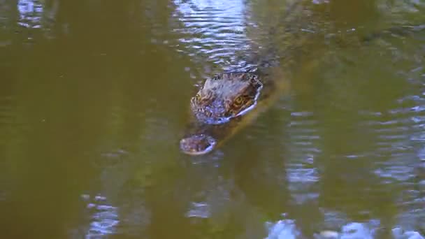 在河上的野生鳄鱼 — 图库视频影像