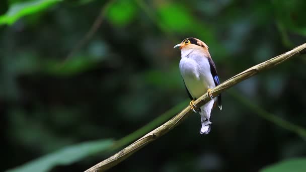 Pájaro colorido broadbil plateado — Vídeo de stock