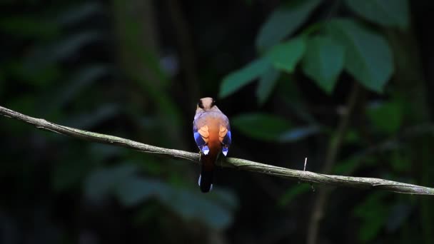 Oiseau coloré Brosse à poitrine argentée — Video