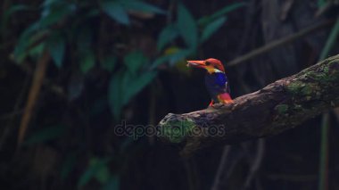 kara sırtlı (oryantal dwaft) kingfisher doğada dalı