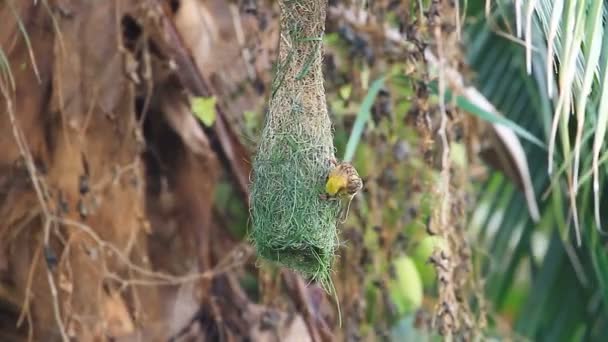 Podszyte Weaver (Ploceus manyar) — Wideo stockowe