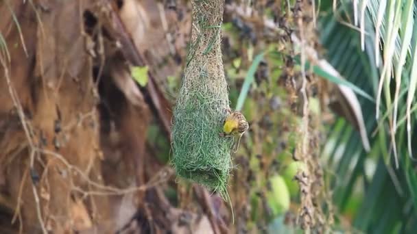 Ραβδωτός Weaver (Ploceus manyar) — Αρχείο Βίντεο