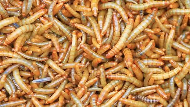 Close up  Meal worms — Stock Video