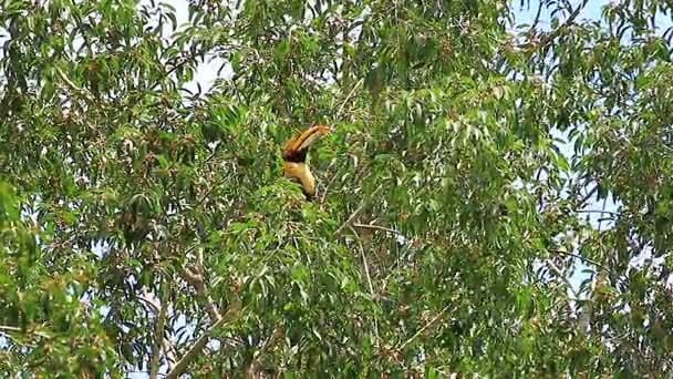 Grote neushoornvogel zitstokken op een tak — Stockvideo