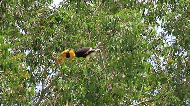 栖息在树枝上的大犀鸟 — 图库视频影像