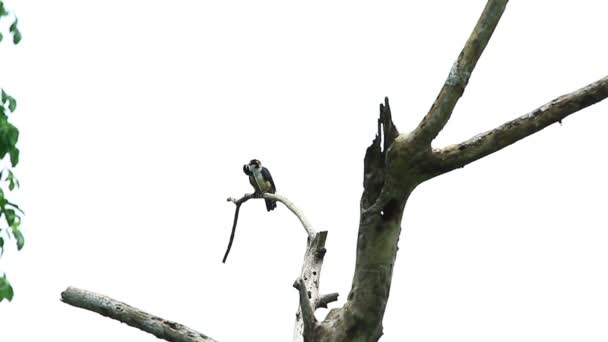 Black-thighed Falconet — Stock Video