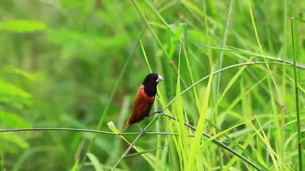 Castaño Munia posado en una rama — Vídeo de stock