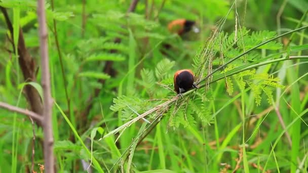 Castaño Munia posado en una rama — Vídeos de Stock