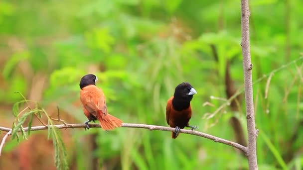 Castanha Munia poleiro em um ramo — Vídeo de Stock