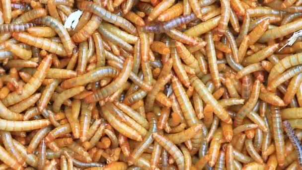 Close up Meal worms — Stock Footage Close up Meal worms Video Clip