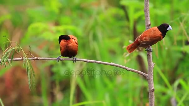 Chestnut Munia perching on a branch — Stock Video