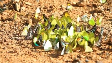 Ormandaki güzel kelebek