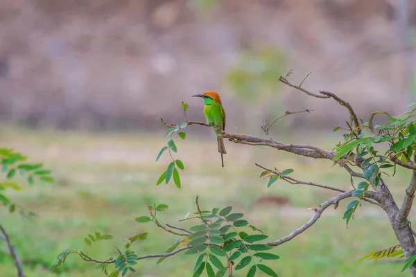 Comedores de abejas verdes en la rama del árbol — Foto de Stock