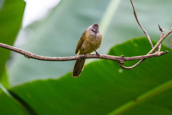 Flavescent bulbul species perch on branch — Stock Photo, Image