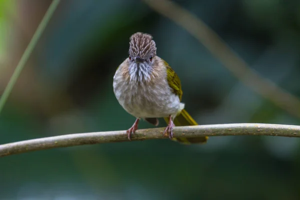 Montanha Bulbul (Ixos mcclellandii  ) — Fotografia de Stock