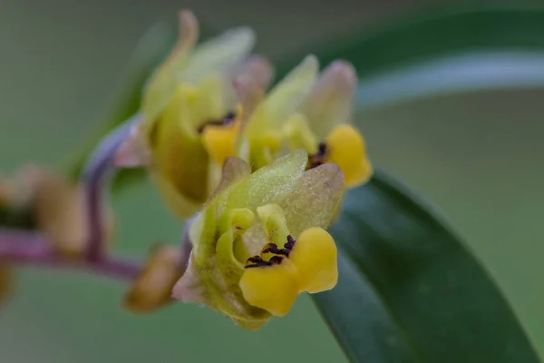 Eria amica orchidee in de natuur — Stockfoto
